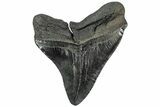 Fossil Megalodon Tooth - South Carolina #310413-1